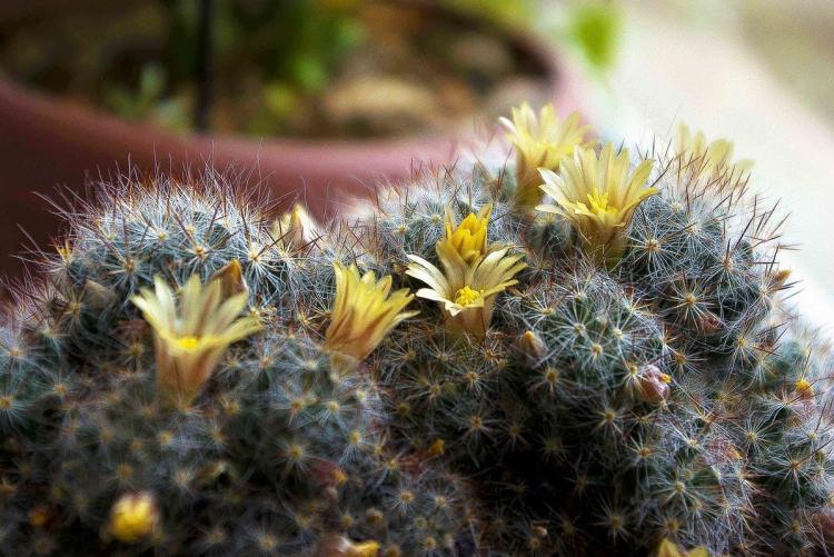 Домашние кактусы - фото