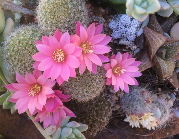 Домашние кактусы - фото