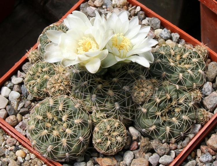 Домашние кактусы - фото