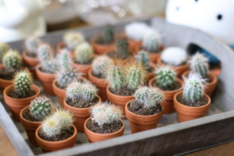 Домашние кактусы - фото