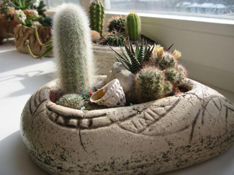 Домашние кактусы - фото