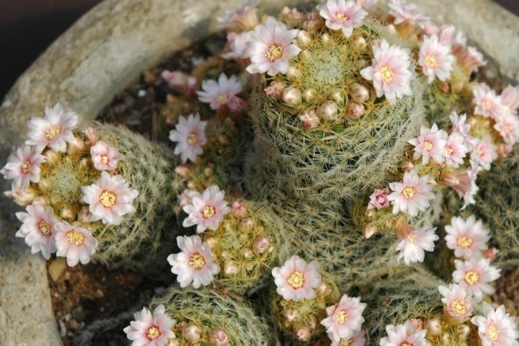 Домашние кактусы - фото