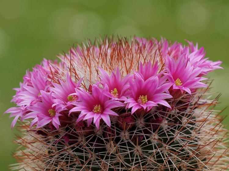 Домашние кактусы - фото