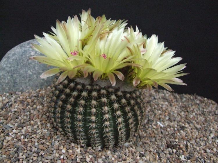 Домашние кактусы - фото