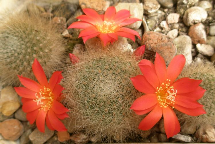 Домашние кактусы - фото