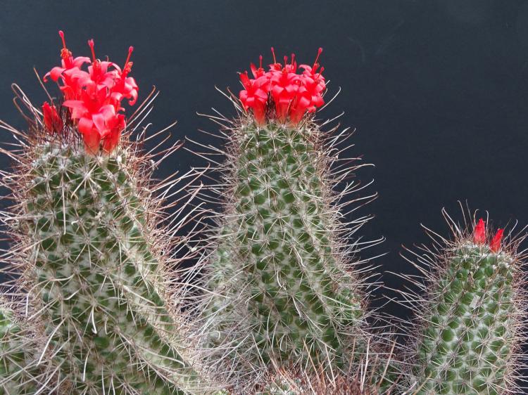 Домашние кактусы - фото