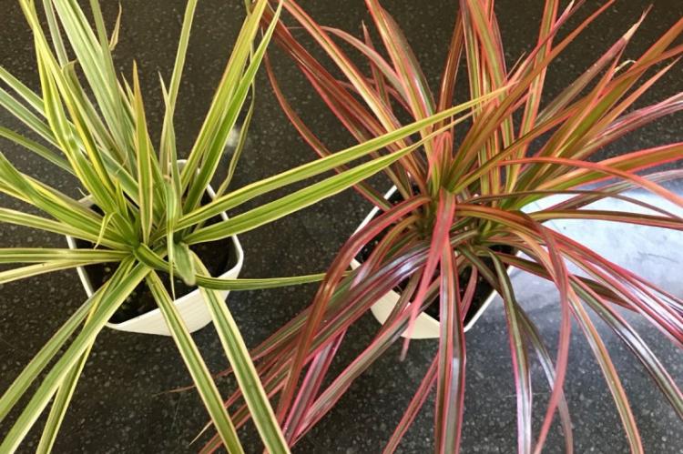 Температура - Уход за драценой