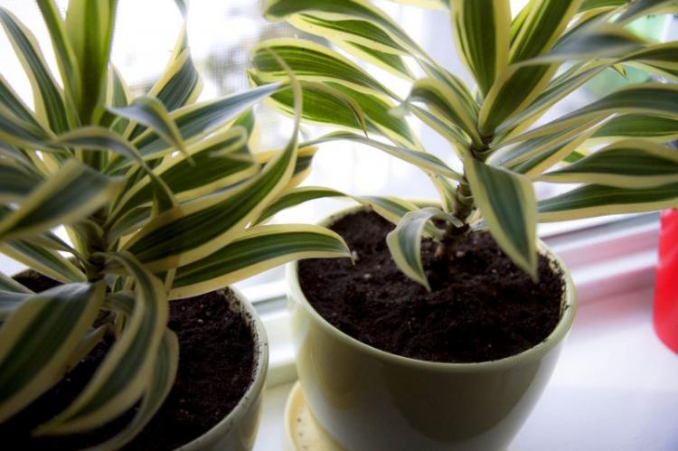 Свет - Уход за драценой