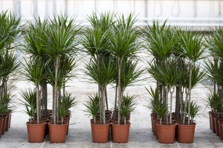 Драцена - фото