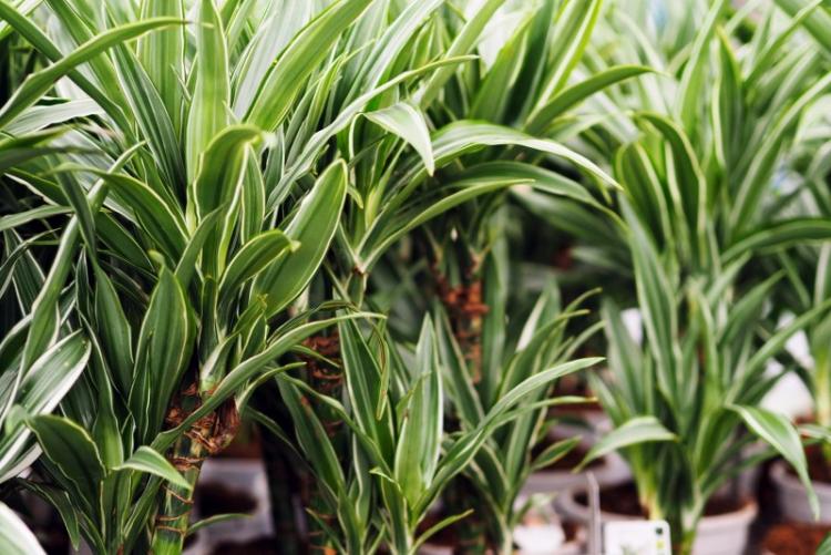 Драцена - фото