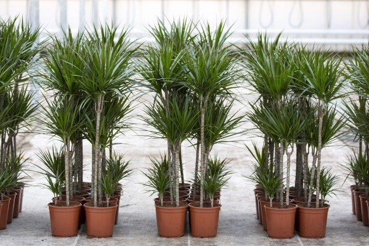 Драцена маргината - фото