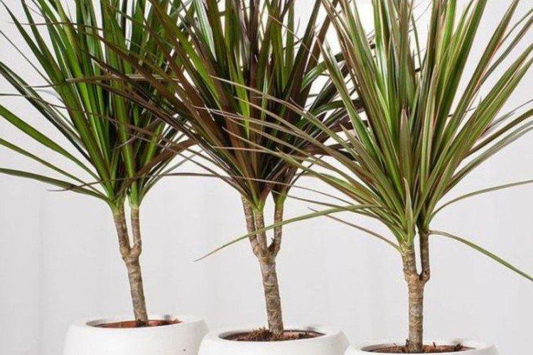 Драцена маргината - фото