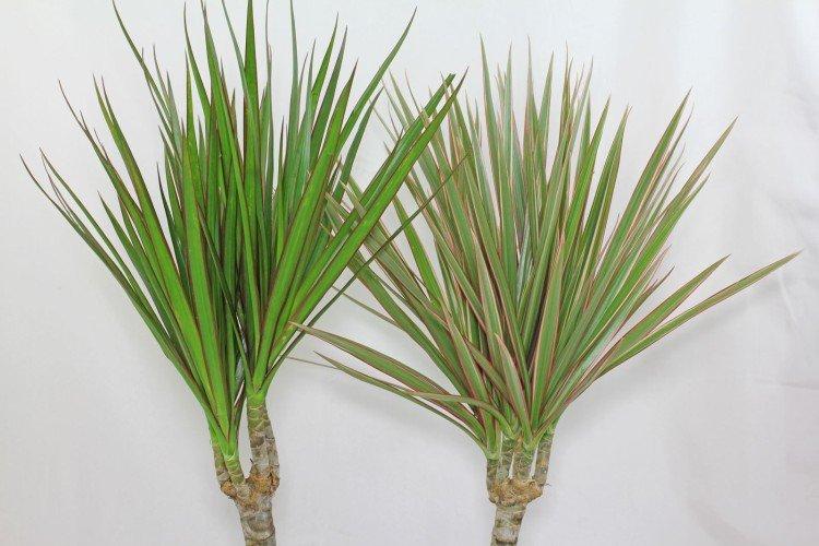 Драцена маргината - фото