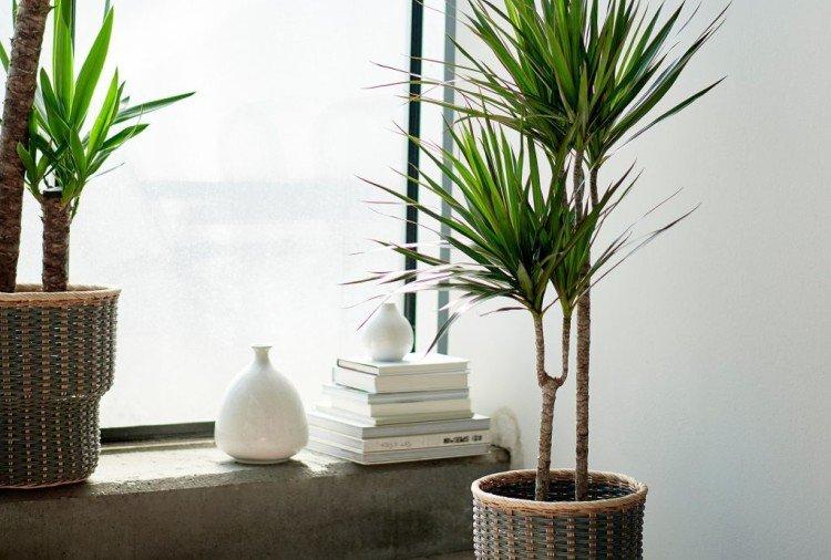 Драцена маргината - фото