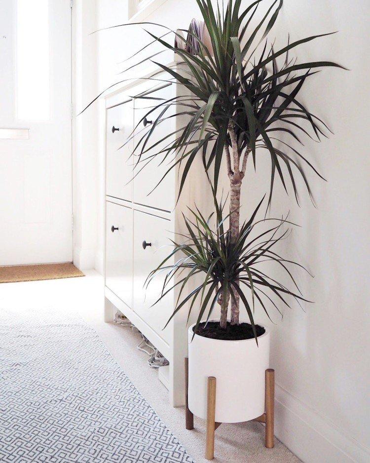 Драцена маргината - фото