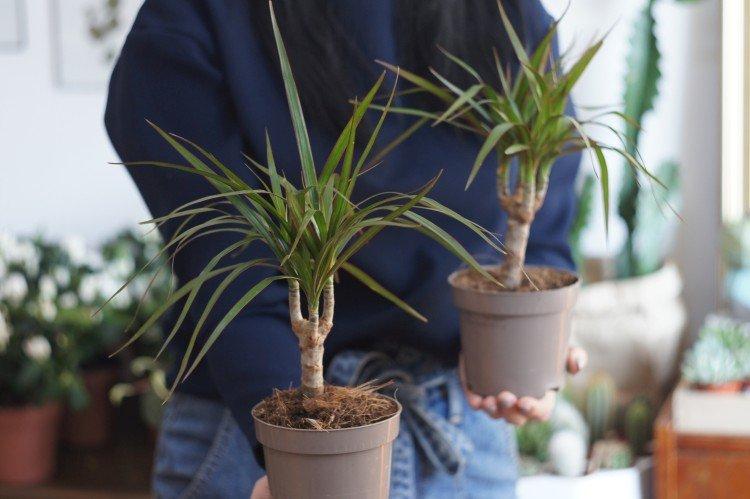 Полив - Драцена уход в домашних условиях