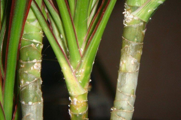 Вредители - Драцена уход в домашних условиях