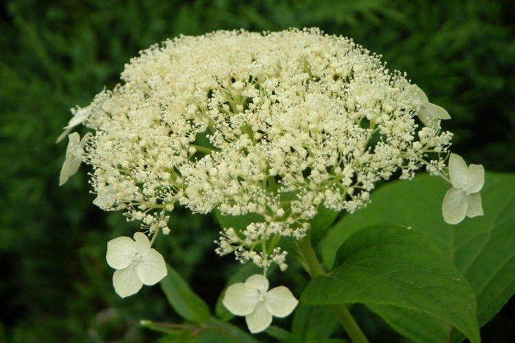 Гортензия древовидная Уайт Дом