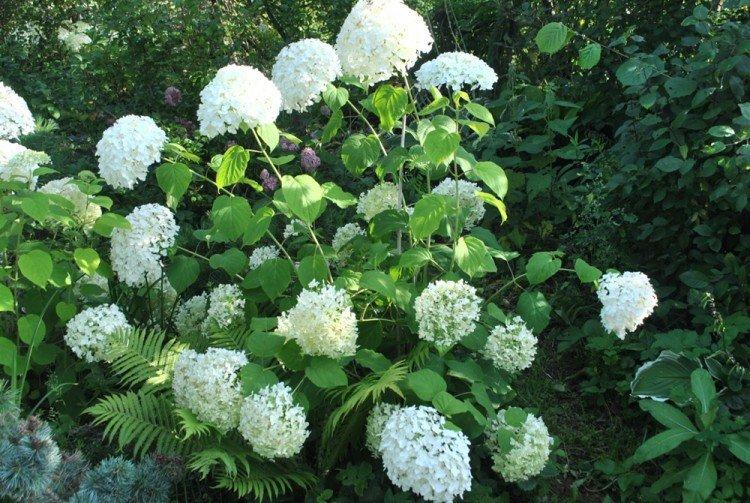 Гортензия древовидная Баунти