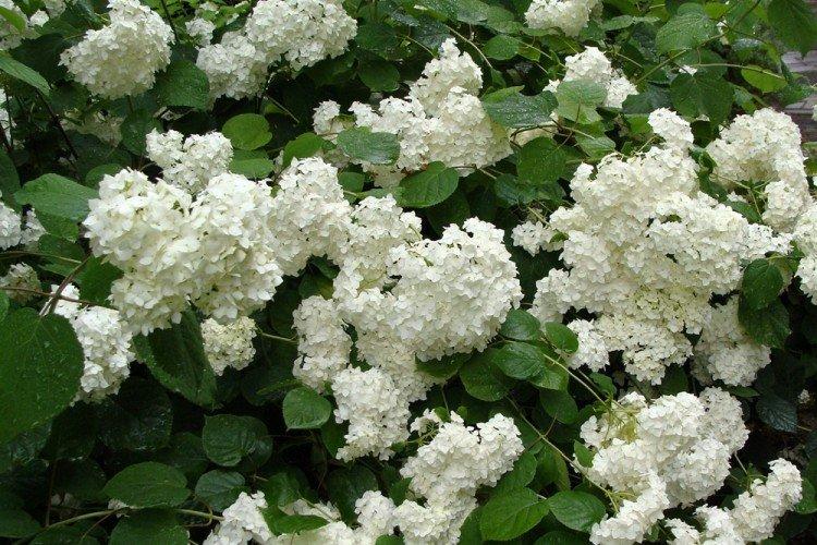 Гортензия древовидная Грандифлора