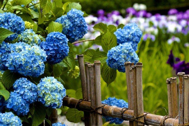 Освещение - Уход за древовидной гортензией