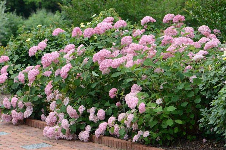 Древовидная гортензия - фото