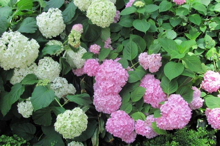Древовидная гортензия - фото