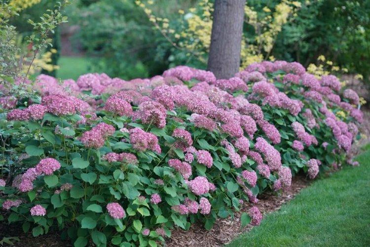 Древовидная гортензия - фото