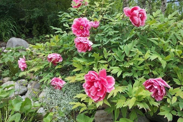 Общая информация - Древовидные пионы