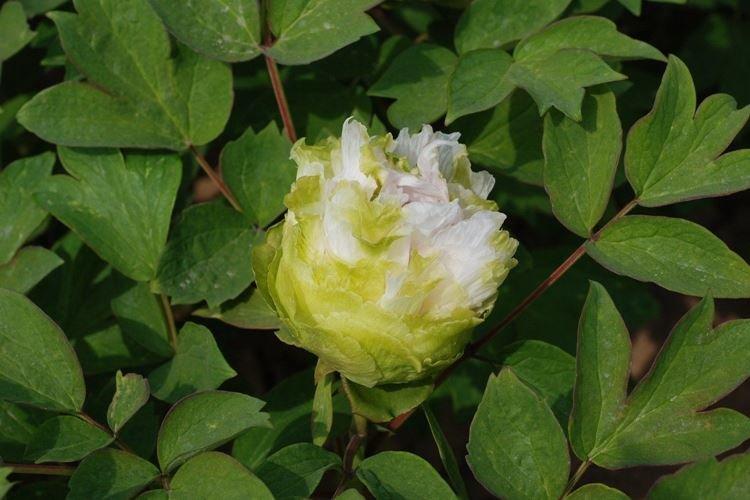 Пион древовидный Зеленые бобы