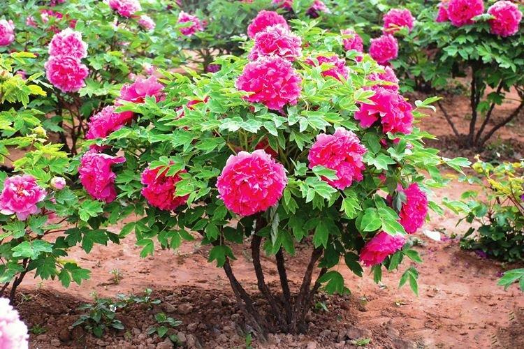 Температура - Уход за древовидными пионами