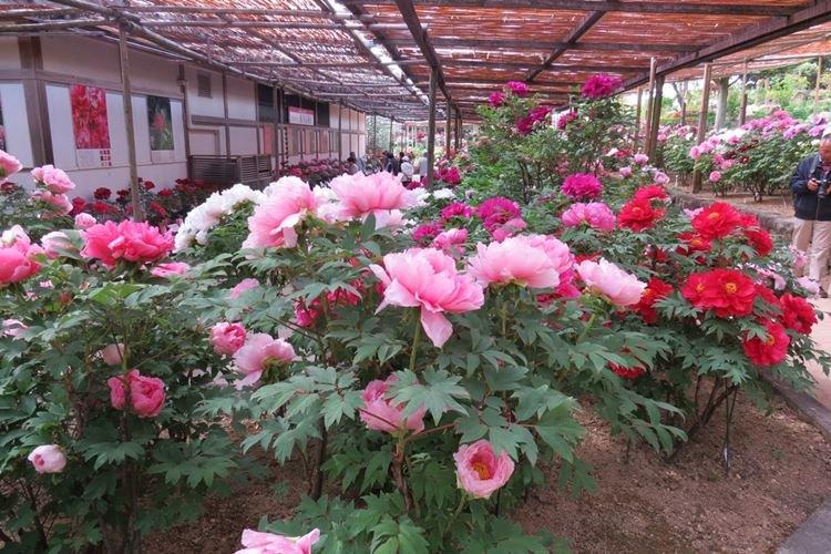 Полив - Уход за древовидными пионами