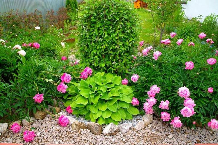 Пересадка и размножение - Уход за древовидными пионами