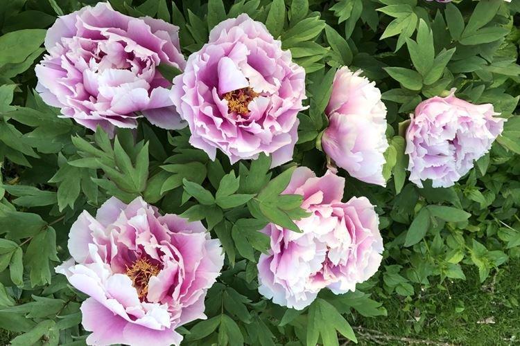 Древовидные пионы - фото