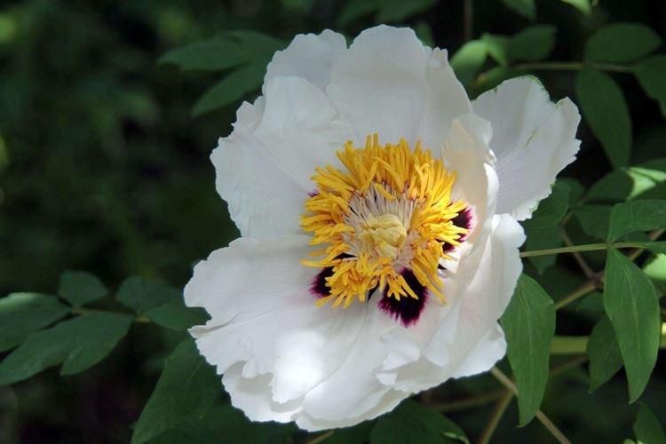 Древовидные пионы - фото