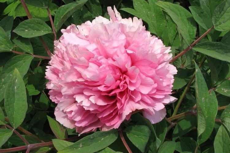 Древовидные пионы - фото