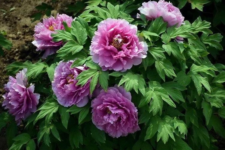 Древовидные пионы - фото