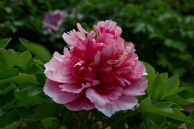 Древовидные пионы - фото