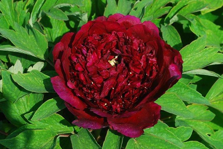 Древовидные пионы - фото