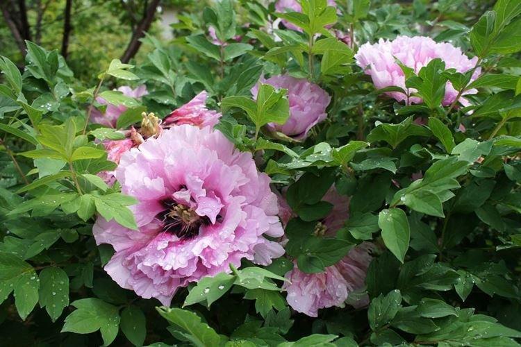 Древовидные пионы - фото