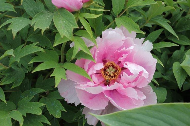 Древовидные пионы - фото