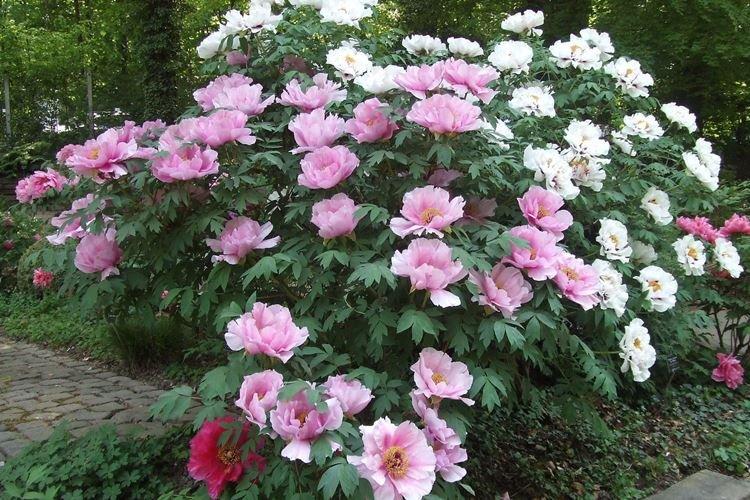 Древовидные пионы - фото