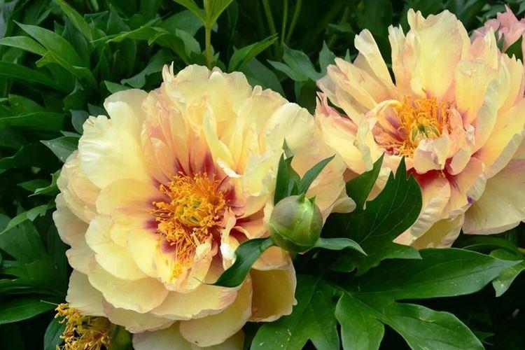 Древовидные пионы - фото