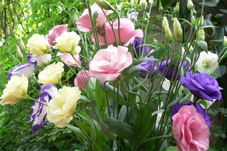 Общая информация - Эустома