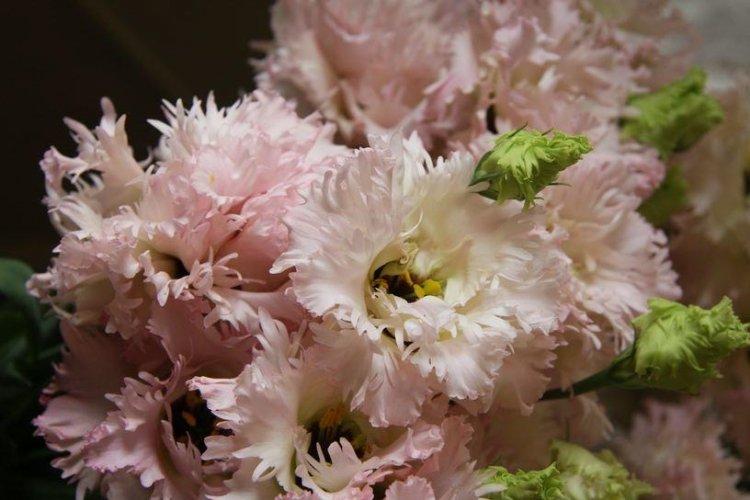 Эустома Beppin-San - Виды эустомы