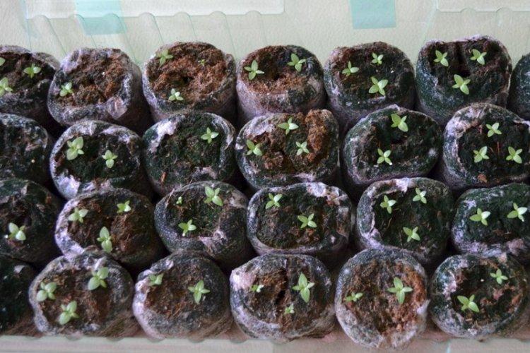 Почва - Уход за эустомой