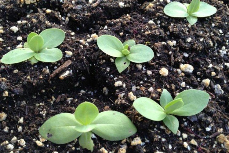 Размножение - Уход за эустомой