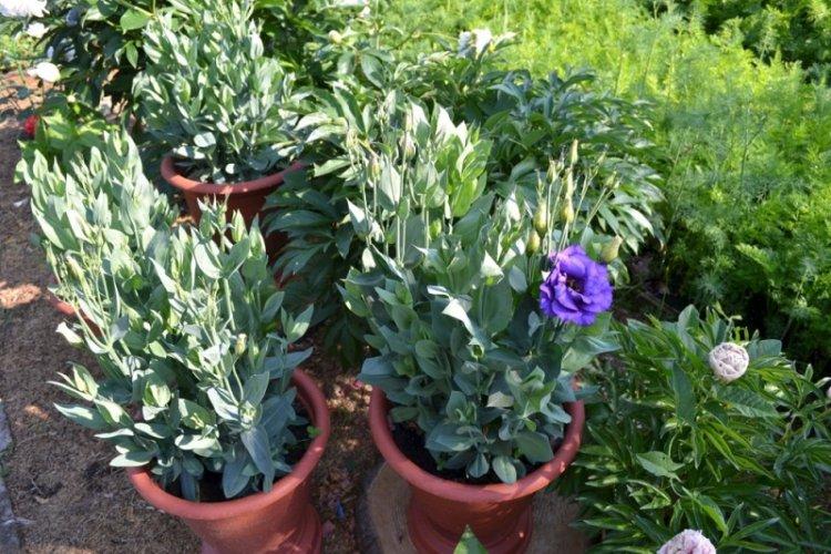 Зимовка - Уход за эустомой