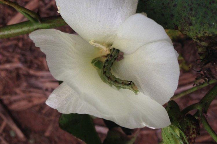 Борьба с вредителями и болезнями - Эустома