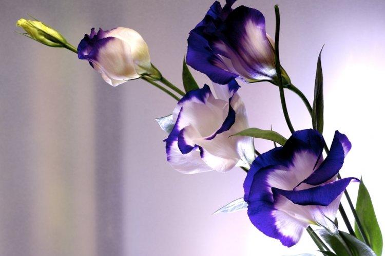 Эустома - фото